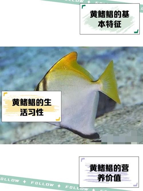 黃鰭鯧可以和龍魚混養(yǎng)嗎圖片欣賞