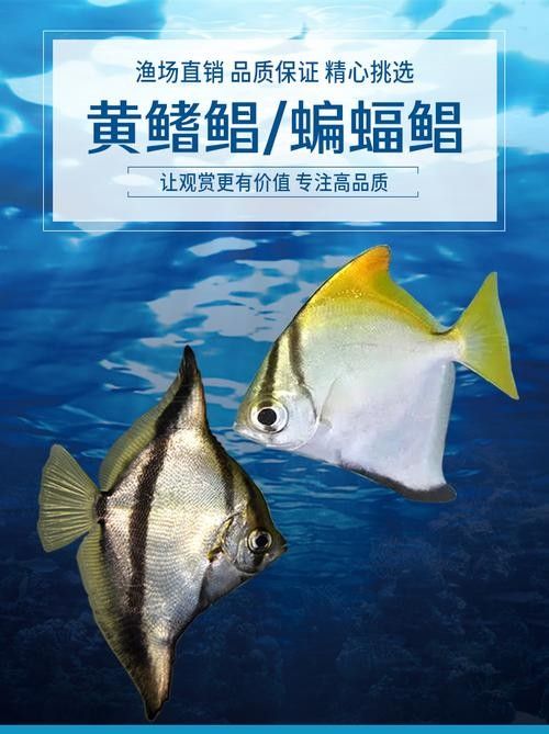 黃鰭鯧可以和龍魚混養(yǎng)嗎圖片欣賞 黃鰭鯧可以和龍魚混養(yǎng)嗎圖片欣賞 龍魚百科 第11張