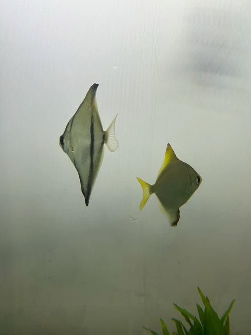 黃鰭鯧可以和龍魚混養(yǎng)嗎圖片欣賞 黃鰭鯧可以和龍魚混養(yǎng)嗎圖片欣賞 龍魚百科 第7張