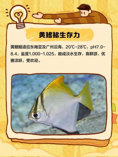 黃鰭鯧可以和龍魚混養(yǎng)嗎圖片欣賞 黃鰭鯧可以和龍魚混養(yǎng)嗎圖片欣賞 龍魚百科 第16張