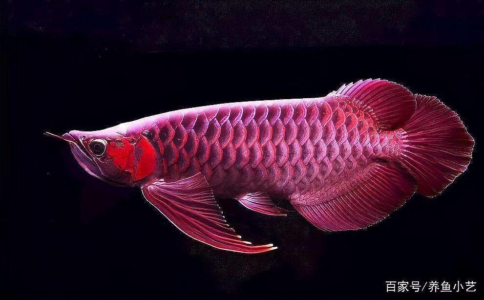 如何判斷龍魚燒尾是否嚴重？ 如何判斷龍魚燒尾是否嚴重？ 龍魚百科 第1張