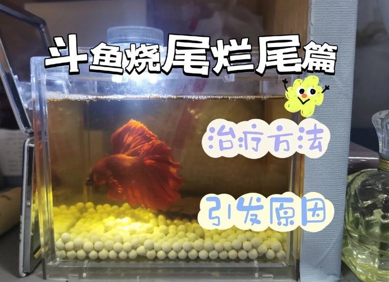 如何判斷龍魚燒尾是否嚴重？ 如何判斷龍魚燒尾是否嚴重？ 龍魚百科 第3張