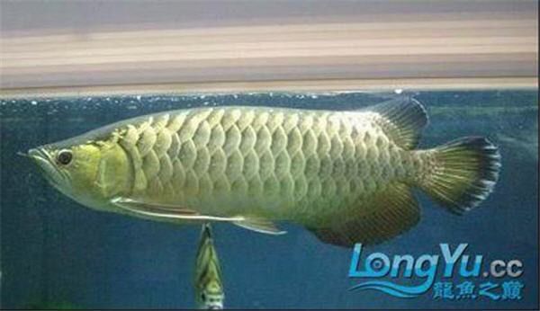 如何判斷龍魚燒尾是否嚴重？ 如何判斷龍魚燒尾是否嚴重？ 龍魚百科 第6張