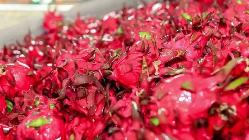 還有哪些動(dòng)物會(huì)被紅心火龍果染色？