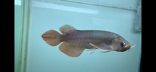 如何讓龍魚的鰭變大（為了讓龍魚的鰭變大，可以采取以下幾個方法）