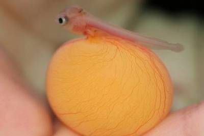 如何讓龍魚的鰭變大（為了讓龍魚的鰭變大，可以采取以下幾個方法）