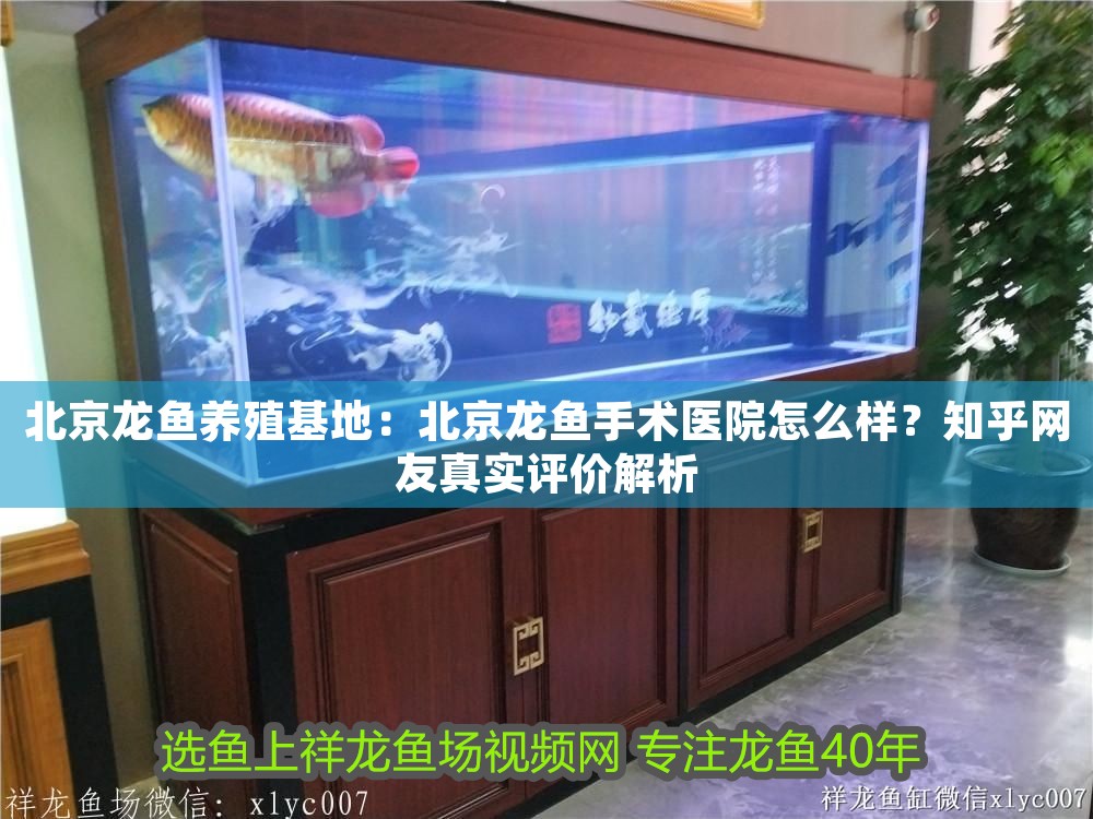 北京龍魚養殖基地：北京龍魚手術醫院怎么樣？知乎網友真實評價解析