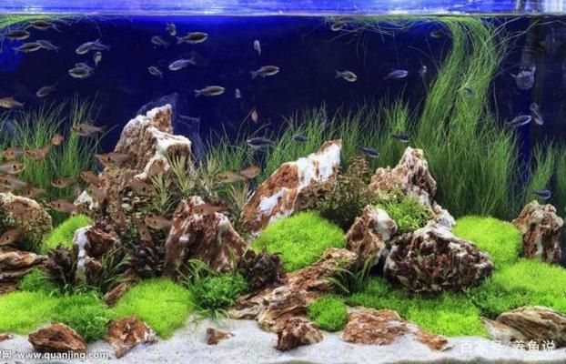 魚缸濾材最建議買三種 魚缸濾材最建議買三種 龍魚百科 第1張