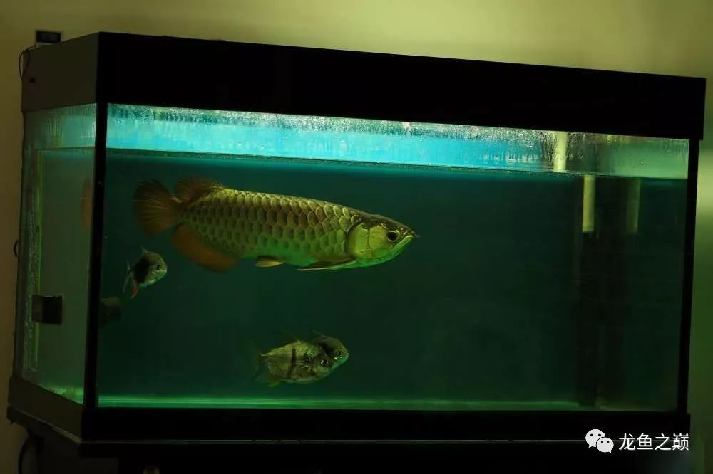 上濾魚缸養龍魚效果怎么樣（上濾魚缸養龍魚效果的詳細分析） 上濾魚缸養龍魚效果怎么樣（上濾魚缸養龍魚效果的詳細分析） 龍魚百科 第3張