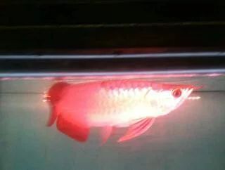 龍魚掉眼怎么辦小妙招：如何處理龍魚掉眼 龍魚掉眼怎么辦小妙招：如何處理龍魚掉眼 龍魚百科 第3張