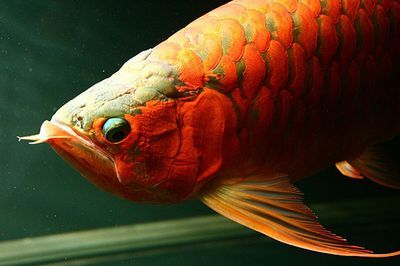 龍魚掉眼會越來越嚴(yán)重嗎視頻