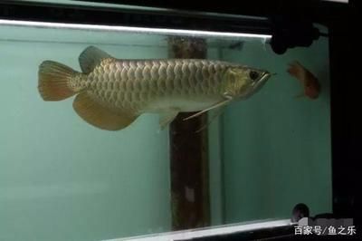龍魚會吃小魚嗎怎么喂：龍魚的食譜有哪些