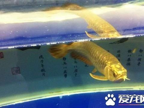 龍魚翻腮會死嗎：)-龍魚翻腮，龍魚翻鰓的作用，龍魚吃什么好