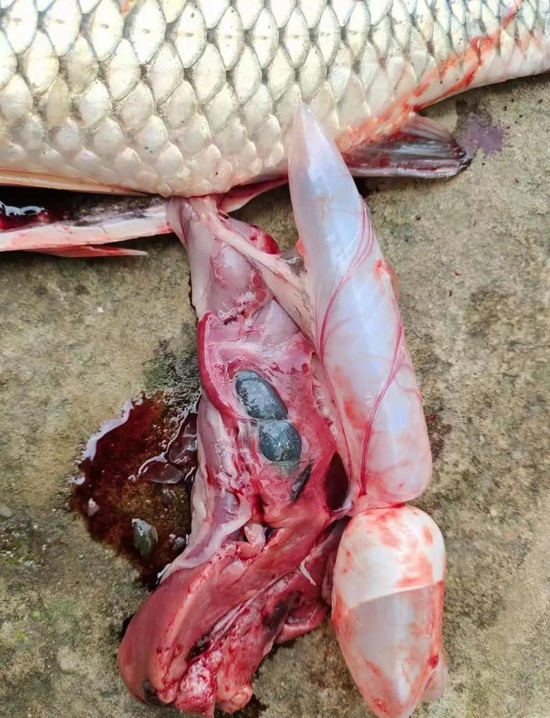魚鰓爛洞需要多久才能恢復？