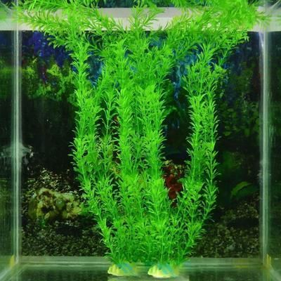 龍魚撞缸掉鱗怎樣處理好看：龍魚撞缸掉鱗怎么辦
