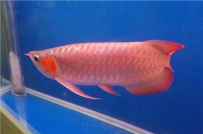 龍魚撞缸掉鱗怎樣處理好看：龍魚撞缸掉鱗怎么辦