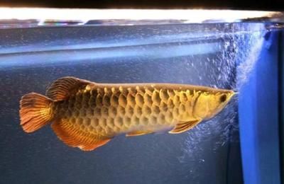 龍魚翻身是一種緊急情況，飼養者需要采取一系列措施來救援：龍魚翻身怎么救活，