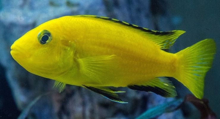 紅龍魚(yú)的鱗片爛了怎么治（如何正確喂養(yǎng)紅龍魚(yú)）