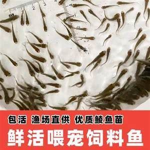 給龍魚喂食的小魚可以是多種類型的淡水魚：給龍魚喂食小魚時，飼養者需要注意以下幾點