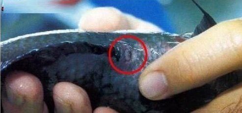 金龍魚繁殖過程中需要注意什么？
