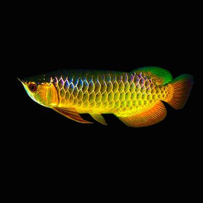 藍(lán)底過(guò)背金龍魚(yú)的燈光選擇，有以下幾點(diǎn)建議：對(duì)于藍(lán)底過(guò)背金龍魚(yú)的燈光選擇，有以下幾點(diǎn)建議