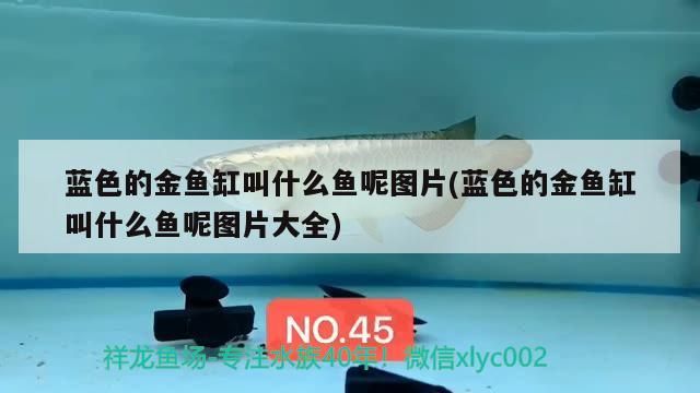 藍色的金魚缸叫什么魚呢圖片(藍色的金魚缸叫什么魚呢圖片大全)