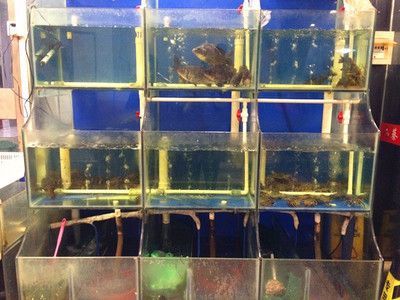 澳洲淡水龍蝦魚缸怎么養殖：養殖澳洲淡水龍蝦的注意事項
