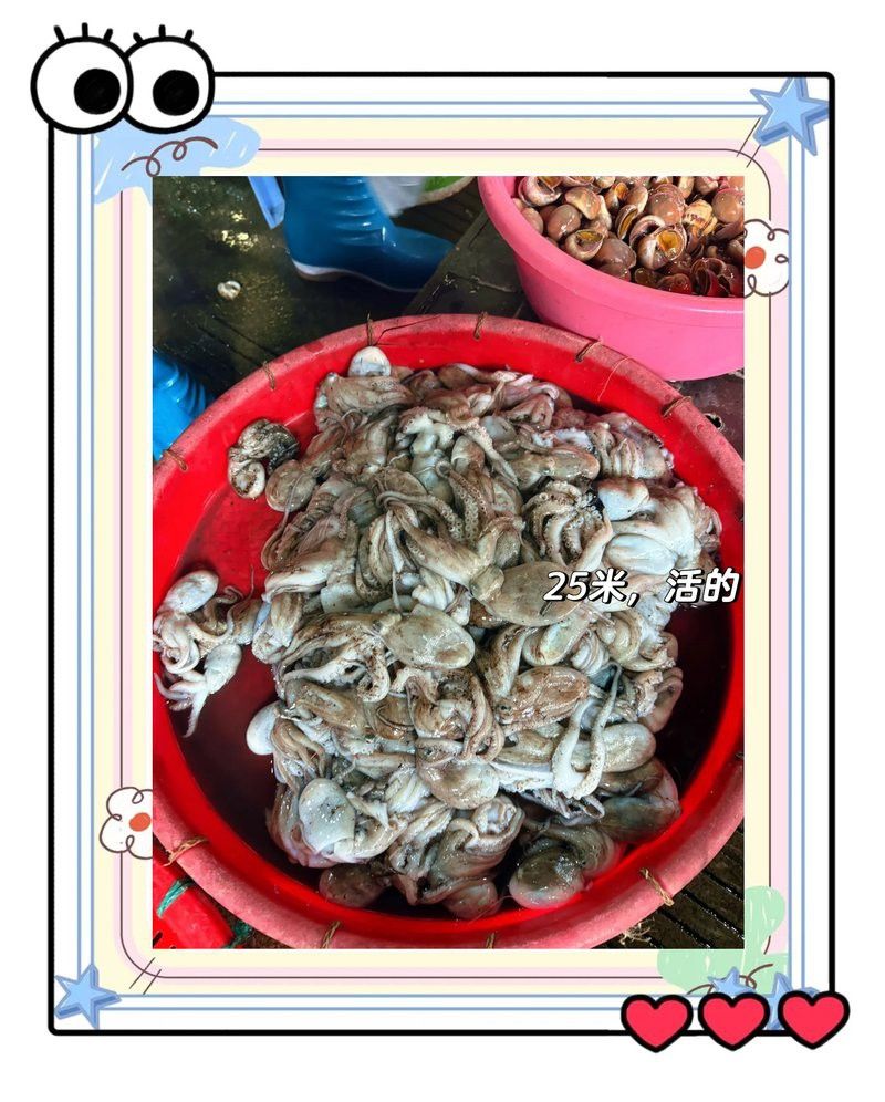 汕頭龍魚批發市場地址在哪里啊 汕頭龍魚批發市場地址在哪里啊 龍魚百科 第2張