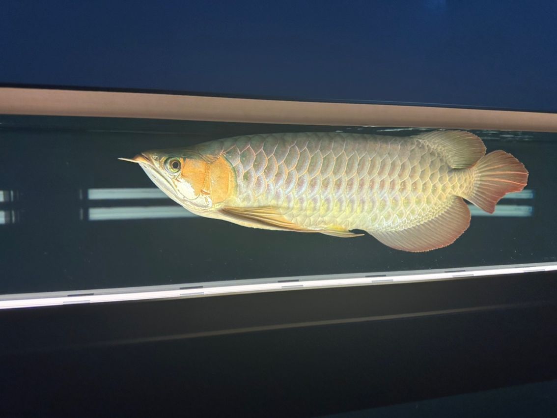 金龍魚(yú)的鱗片掉了還會(huì)長(zhǎng)出來(lái)嗎？：金龍魚(yú)的鱗片掉了之后有可能再長(zhǎng)出來(lái)嗎新生長(zhǎng)的鱗片可能再長(zhǎng)出來(lái)