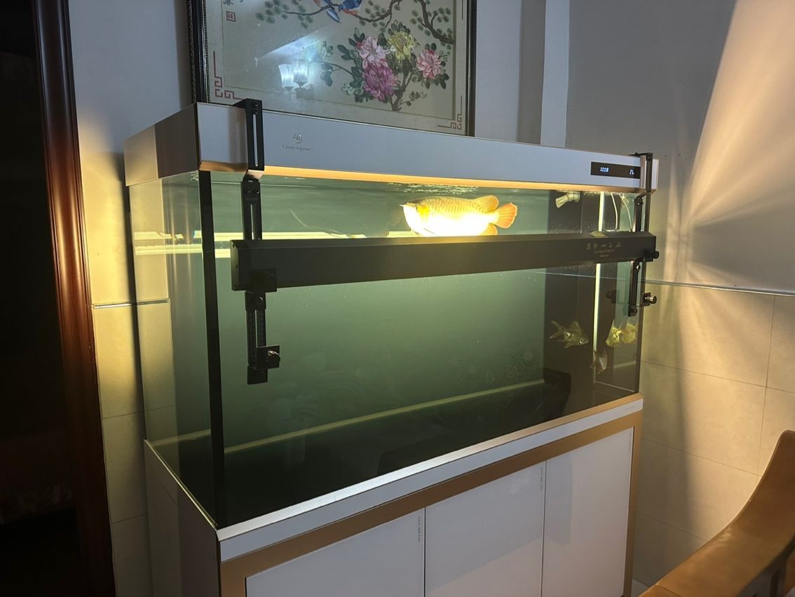 金龍魚(yú)的鱗片掉了還會(huì)長(zhǎng)出來(lái)嗎？：金龍魚(yú)的鱗片掉了之后有可能再長(zhǎng)出來(lái)嗎新生長(zhǎng)的鱗片可能再長(zhǎng)出來(lái)