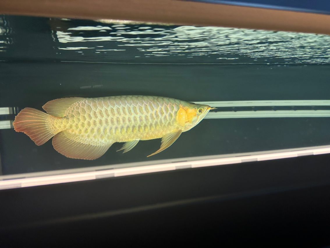 金龍魚(yú)的鱗片掉了還會(huì)長(zhǎng)出來(lái)嗎？：金龍魚(yú)的鱗片掉了之后有可能再長(zhǎng)出來(lái)嗎新生長(zhǎng)的鱗片可能再長(zhǎng)出來(lái)