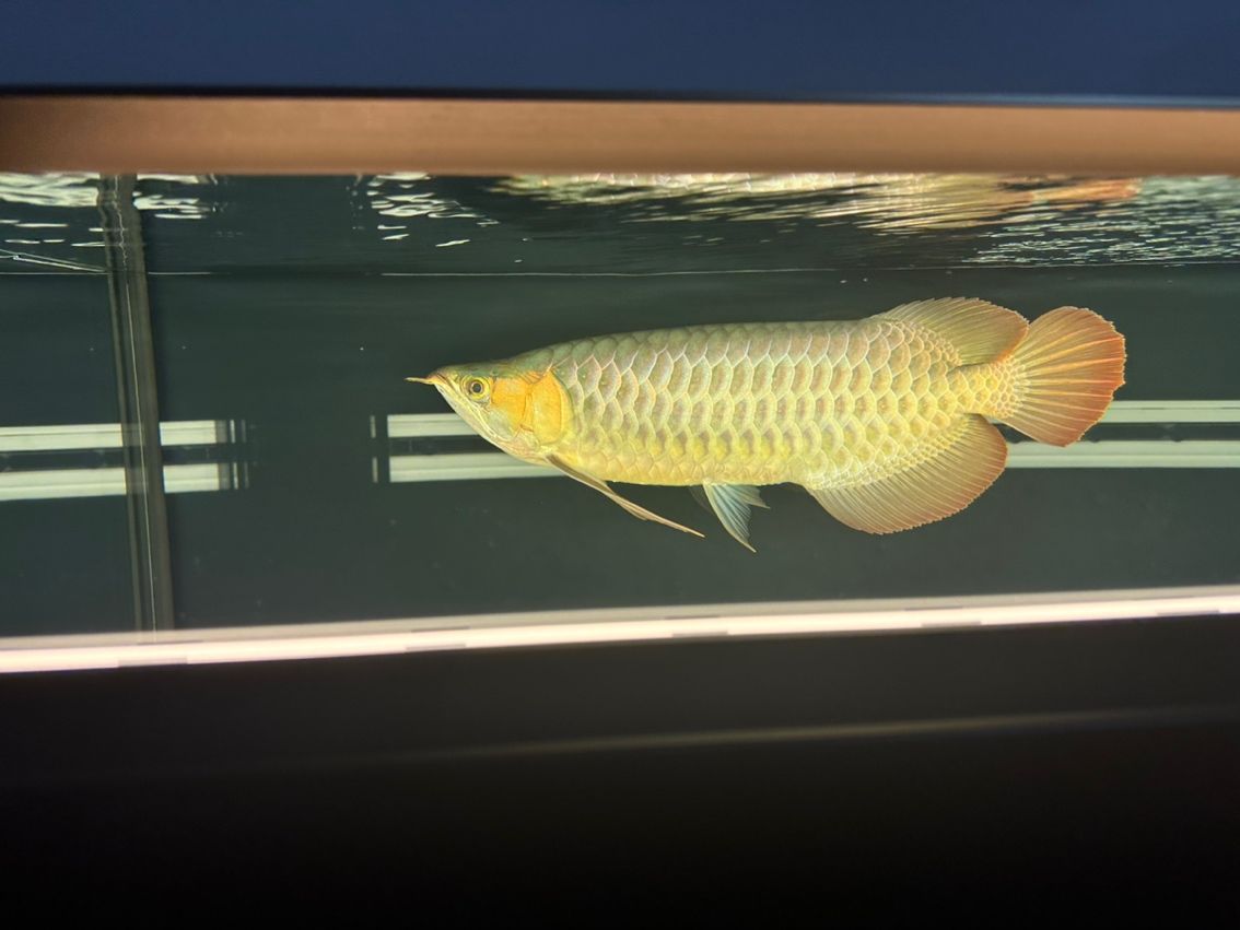 金龍魚(yú)的鱗片掉了還會(huì)長(zhǎng)出來(lái)嗎？：金龍魚(yú)的鱗片掉了之后有可能再長(zhǎng)出來(lái)嗎新生長(zhǎng)的鱗片可能再長(zhǎng)出來(lái)