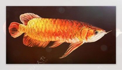 紅龍魚拍賣價格記錄圖片大全集最新（紅龍魚拍賣價格記錄圖片大全集最新版）
