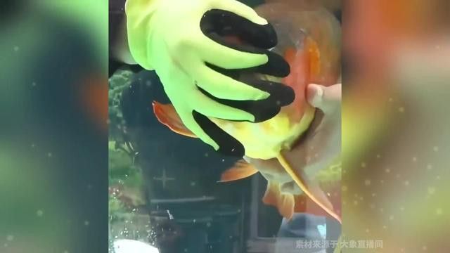 紅金龍魚繁殖需要注意什么？ 紅金龍魚繁殖需要注意什么？ 龍魚百科 第6張