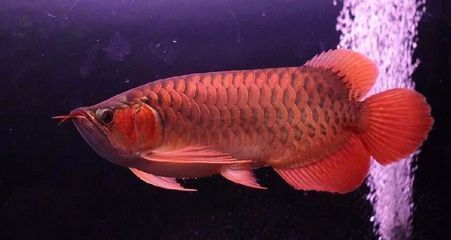怎么能讓龍魚不打架：如何避免龍魚之間的沖突