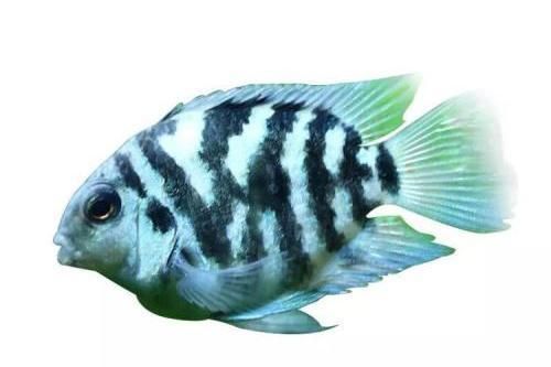 鸚鵡魚混養(yǎng)的飼料選擇：如何自制鸚鵡魚營(yíng)養(yǎng)飼料