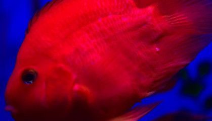 鸚鵡魚混養(yǎng)的飼料選擇：如何自制鸚鵡魚營(yíng)養(yǎng)飼料