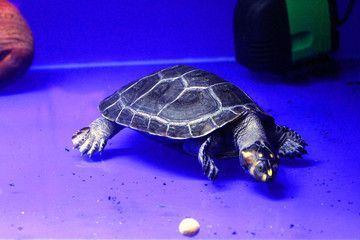 紅龍魚混養(yǎng)隱者神龜好嗎：紅龍魚和隱者神龜混養(yǎng)的成功經(jīng)驗(yàn)