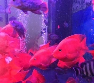 養(yǎng)龍魚(yú)人怎么搭配好看：養(yǎng)龍魚(yú)時(shí)配魚(yú)的選擇和搭配是非常重要的，不僅可以增加觀賞性 養(yǎng)龍魚(yú)人怎么搭配好看：養(yǎng)龍魚(yú)時(shí)配魚(yú)的選擇和搭配是非常重要的，不僅可以增加觀賞性 龍魚(yú)百科 第3張