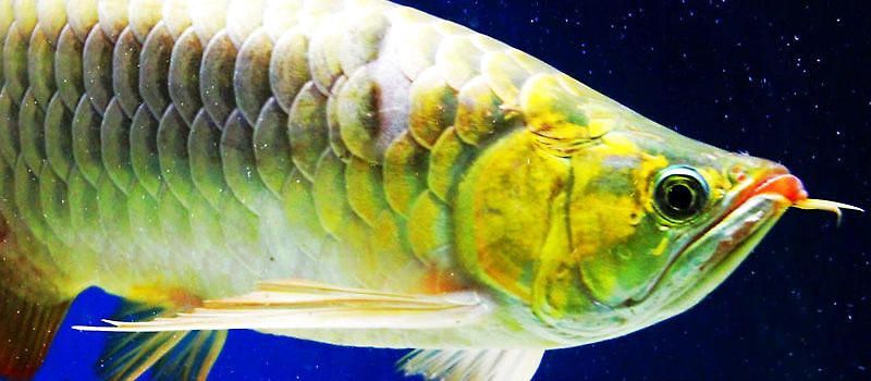 龍魚蒙眼癥狀表現是什么：龍魚蒙眼怎么辦