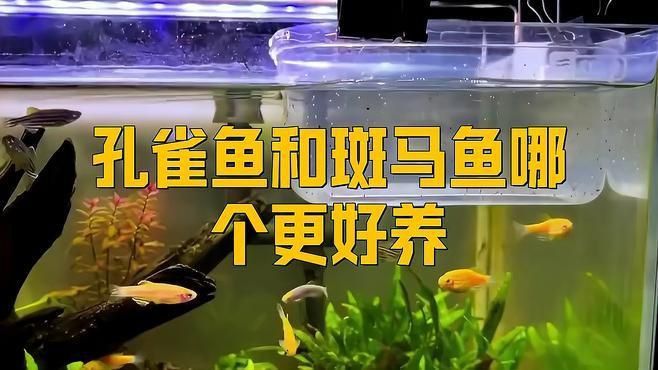 孔雀魚(yú)和斑馬魚(yú)哪個(gè)更好養(yǎng)
