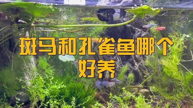 孔雀魚(yú)和斑馬魚(yú)哪個(gè)更好養(yǎng)