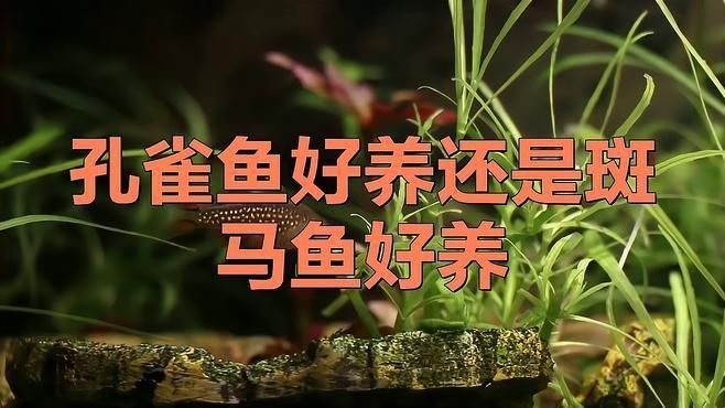 孔雀魚(yú)和斑馬魚(yú)哪個(gè)更好養(yǎng)