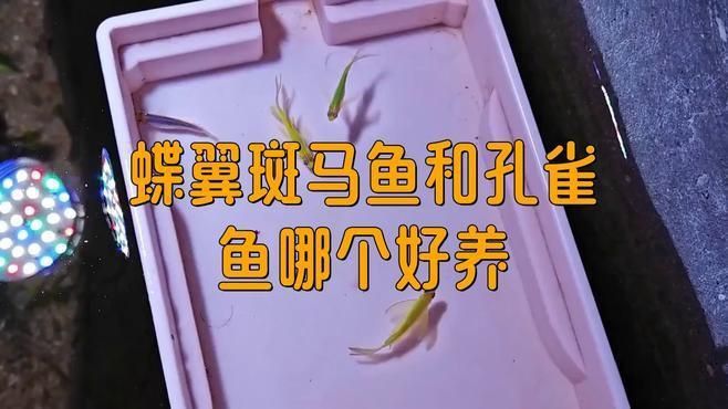 孔雀魚和斑馬魚哪個更好養(yǎng)