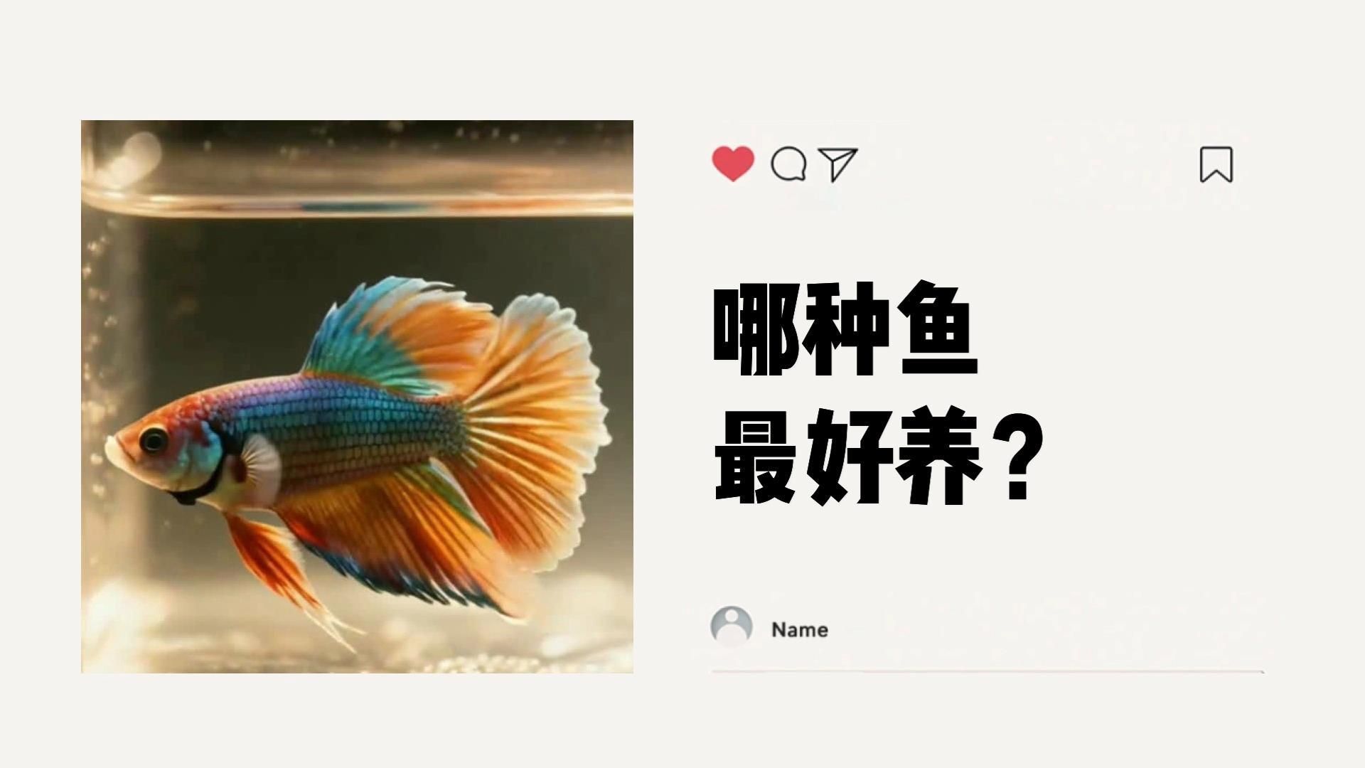 孔雀魚和斑馬魚哪個更好養(yǎng)
