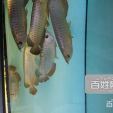 天津最大的賣龍魚的店（天津出售龍魚的地點）