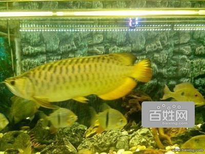 天津最大的賣龍魚的店（天津出售龍魚的地點）