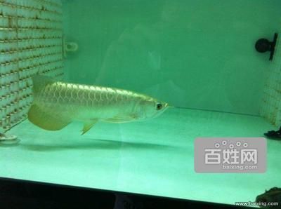 天津最大的賣龍魚的店（天津出售龍魚的地點）