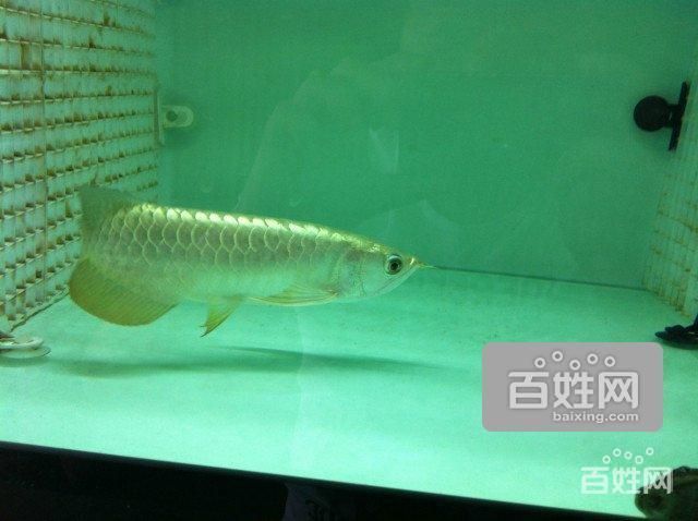 天津最大的賣龍魚的店（天津出售龍魚的地點）