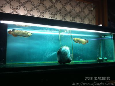 天津最大的賣龍魚的店（天津出售龍魚的地點）